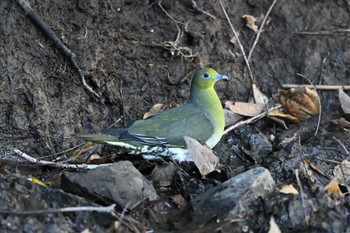 White-bellied Green Pigeon 館山野鳥の森 Fri, 12/29/2023