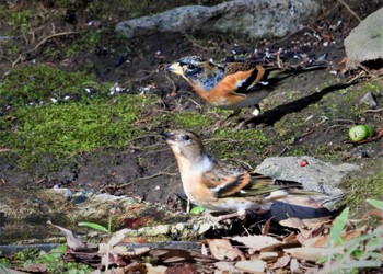 Brambling Hikarigaoka Park Sat, 12/23/2023