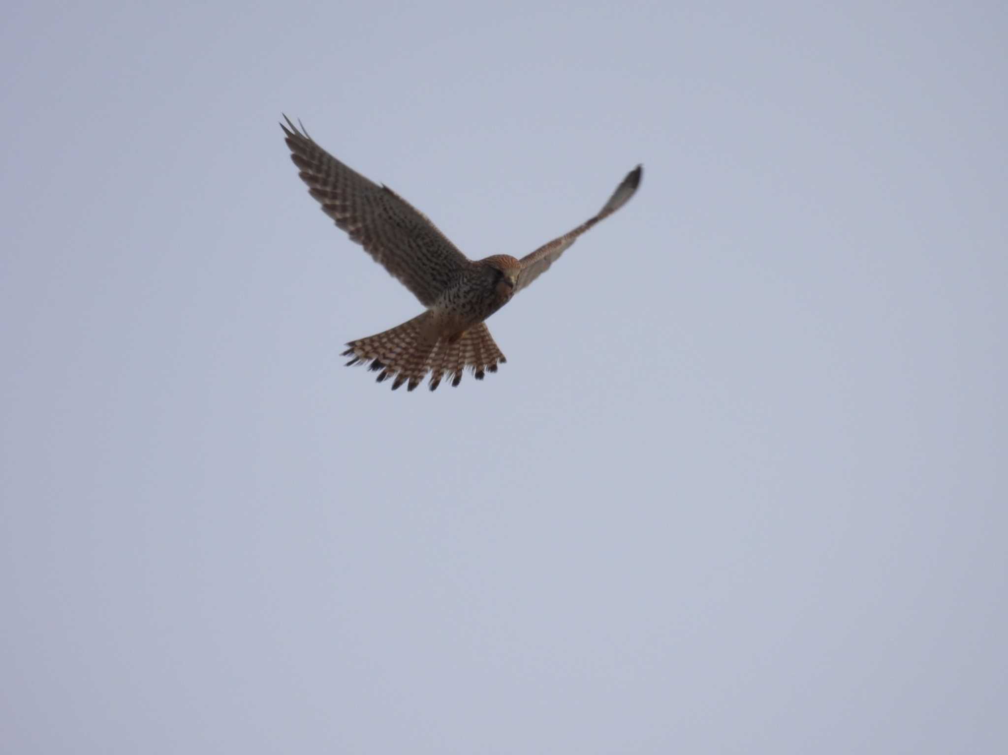 Common Kestrel