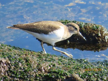 Common Sandpiper 東京湾 Fri, 12/29/2023