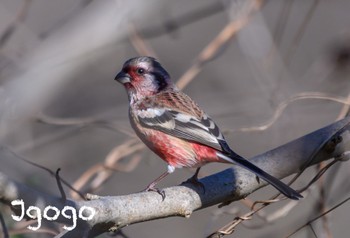 Siberian Long-tailed Rosefinch 井頭公園 Fri, 12/29/2023