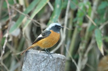 Daurian Redstart 祖父江ワイルドネイチャー緑地 Fri, 12/29/2023