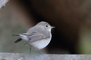 Red-breasted Flycatcher 祖父江ワイルドネイチャー緑地 Fri, 12/29/2023