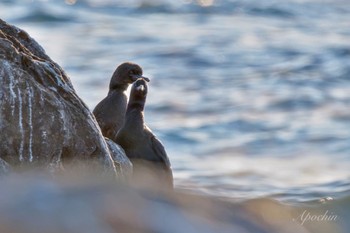 Pelagic Cormorant 平磯海岸 Sat, 12/23/2023