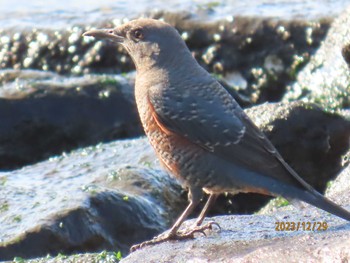 Blue Rock Thrush 東京湾 Fri, 12/29/2023