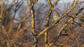 2023年12月28日(木) 南牧村の野鳥観察記録