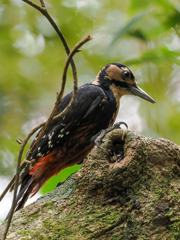 White-backed Woodpecker(owstoni) Amami Nature Observation Forest Fri, 12/29/2023