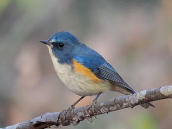 Red-flanked Bluetail Komiya Park Fri, 12/29/2023