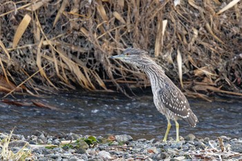 Black-crowned Night Heron 甲府市 Fri, 12/29/2023