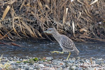 Black-crowned Night Heron 甲府市 Fri, 12/29/2023