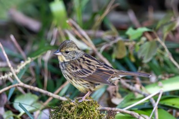 2023年12月29日(金) 21世紀の森と広場(千葉県松戸市)の野鳥観察記録