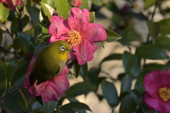 メジロ 中里公園(寒川町) 2023年12月25日(月)