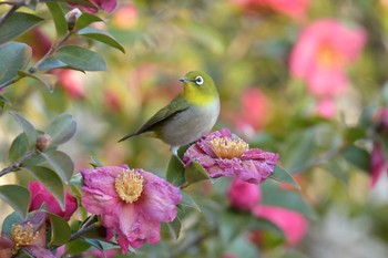 メジロ 中里公園(寒川町) 2023年12月25日(月)