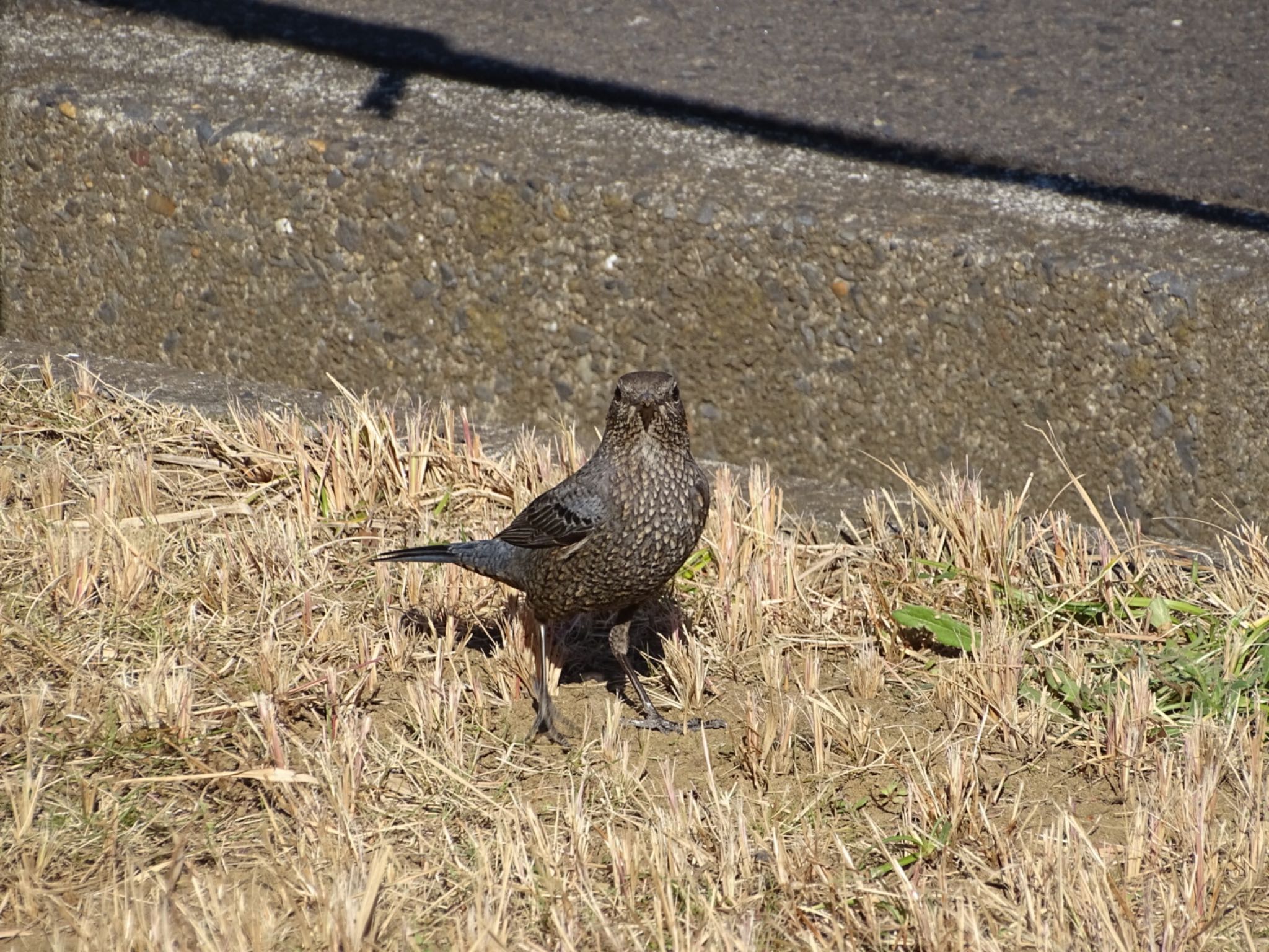 日の出三番瀬沿い緑道 イソヒヨドリの写真 by Yuro