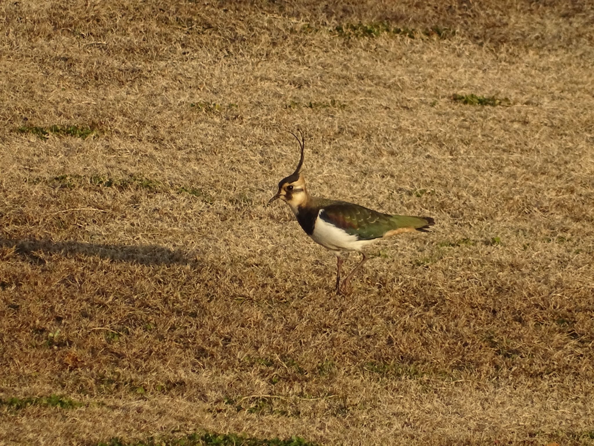 Photo of Northern Lapwing at 相模川 by Yuro