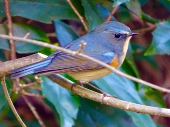 2023年12月28日(木) 瀬上市民の森の野鳥観察記録