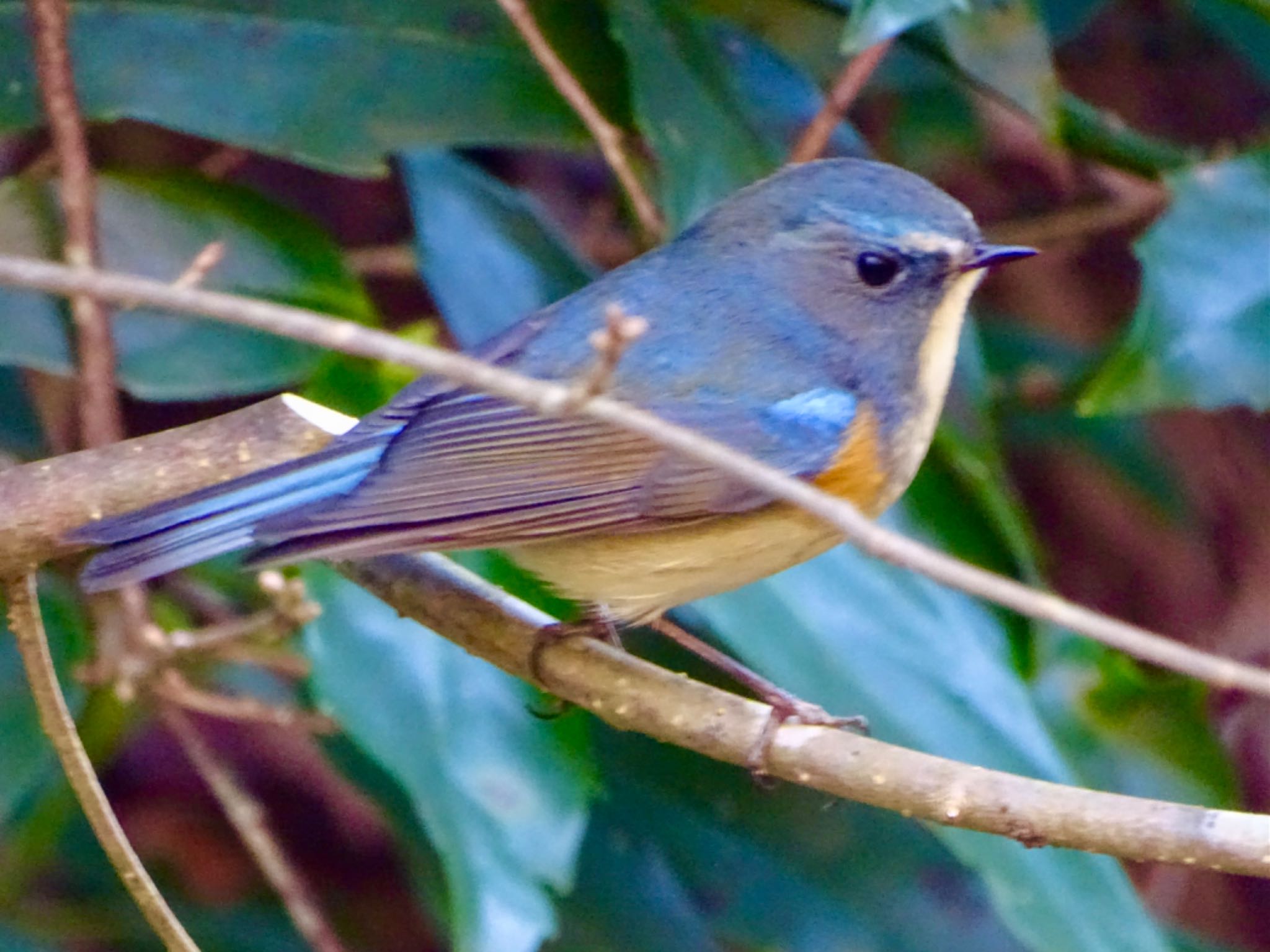 Red-flanked Bluetail