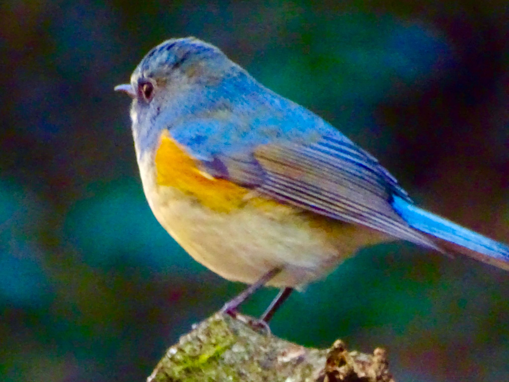 Red-flanked Bluetail