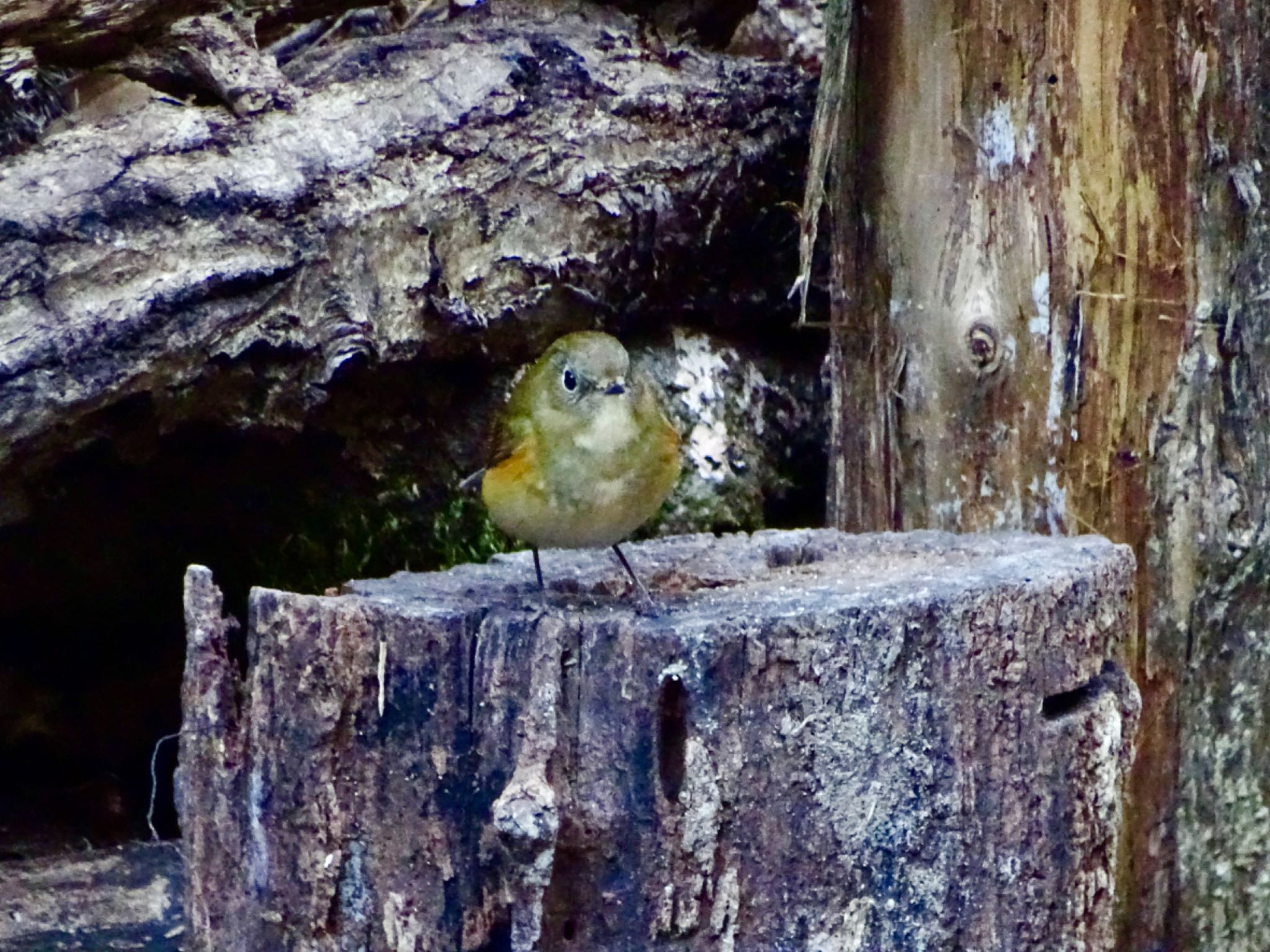 Red-flanked Bluetail