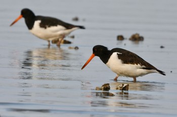 Eurasian Oystercatcher 和白干潟 Fri, 12/29/2023