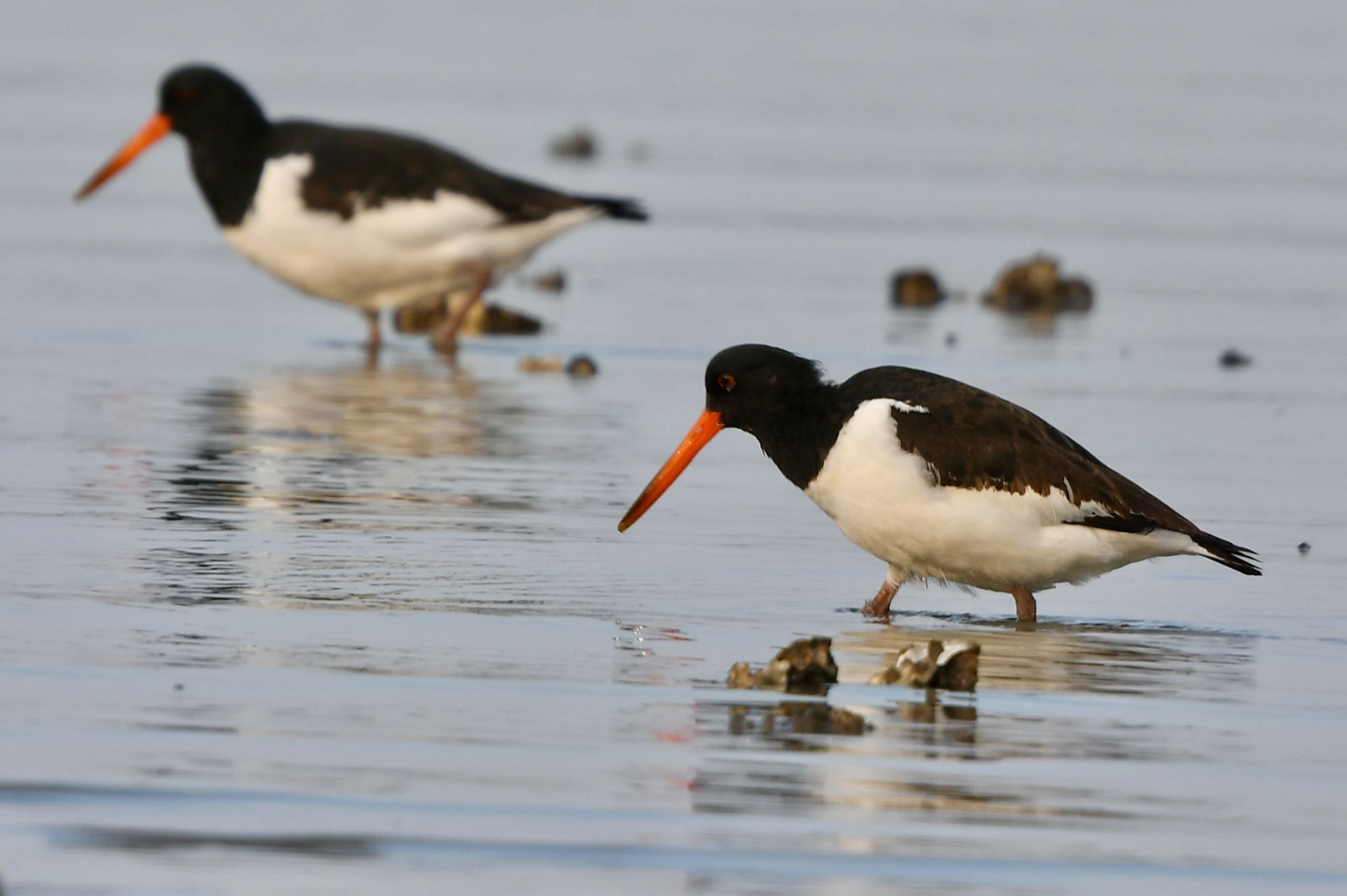 Photo of Eurasian Oystercatcher at 和白干潟 by にょろちょろ