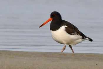 Eurasian Oystercatcher 和白干潟 Fri, 12/29/2023