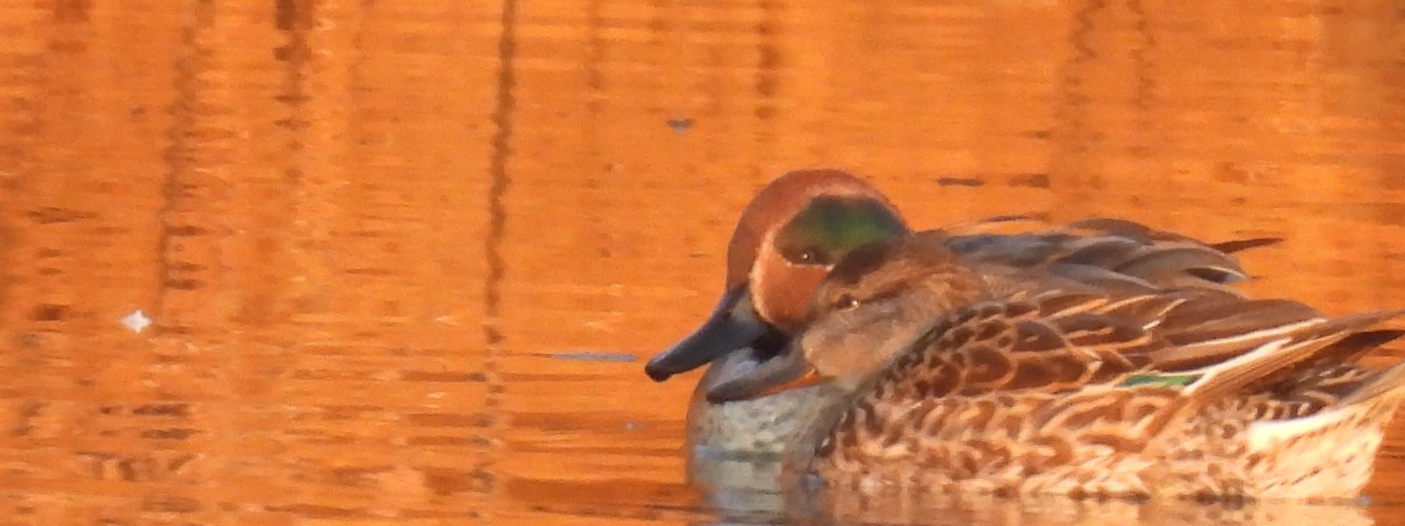 Photo of Eurasian Teal at さい川さくら公園 by ちか