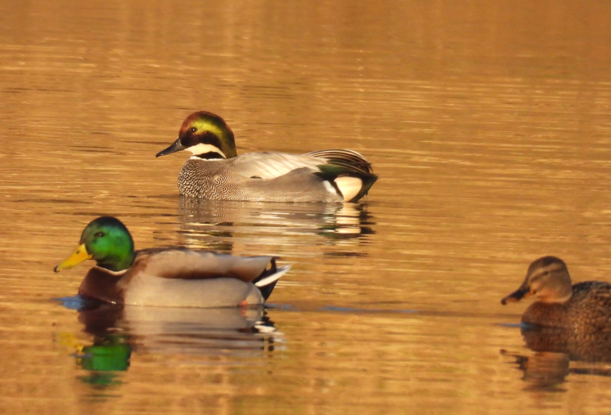 Photo of Falcated Duck at さい川さくら公園 by ちか