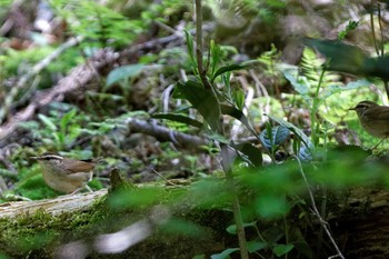 ヤブサメ 揖斐郡揖斐川町 2017年4月30日(日)