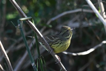 Fri, 12/29/2023 Birding report at 多摩川