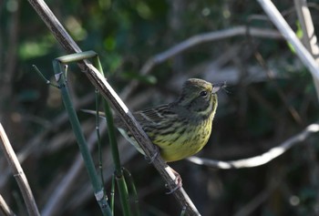 2023年12月29日(金) 多摩川の野鳥観察記録