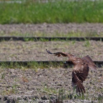 2017年5月5日(金) 琵琶湖の野鳥観察記録