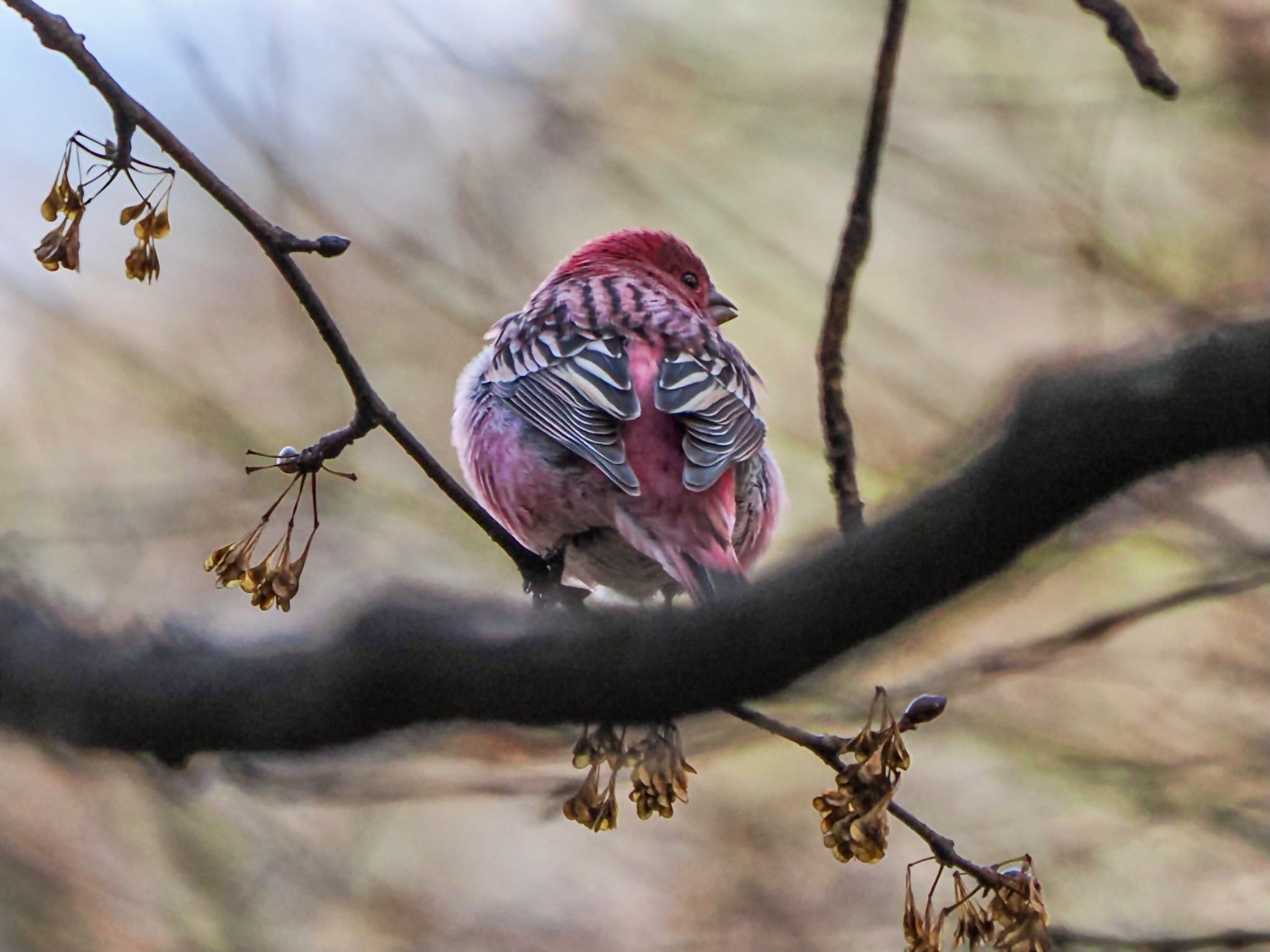 Pallas's Rosefinch