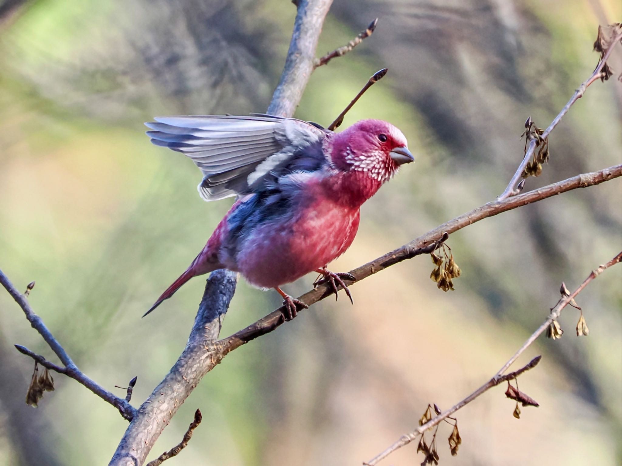 Pallas's Rosefinch