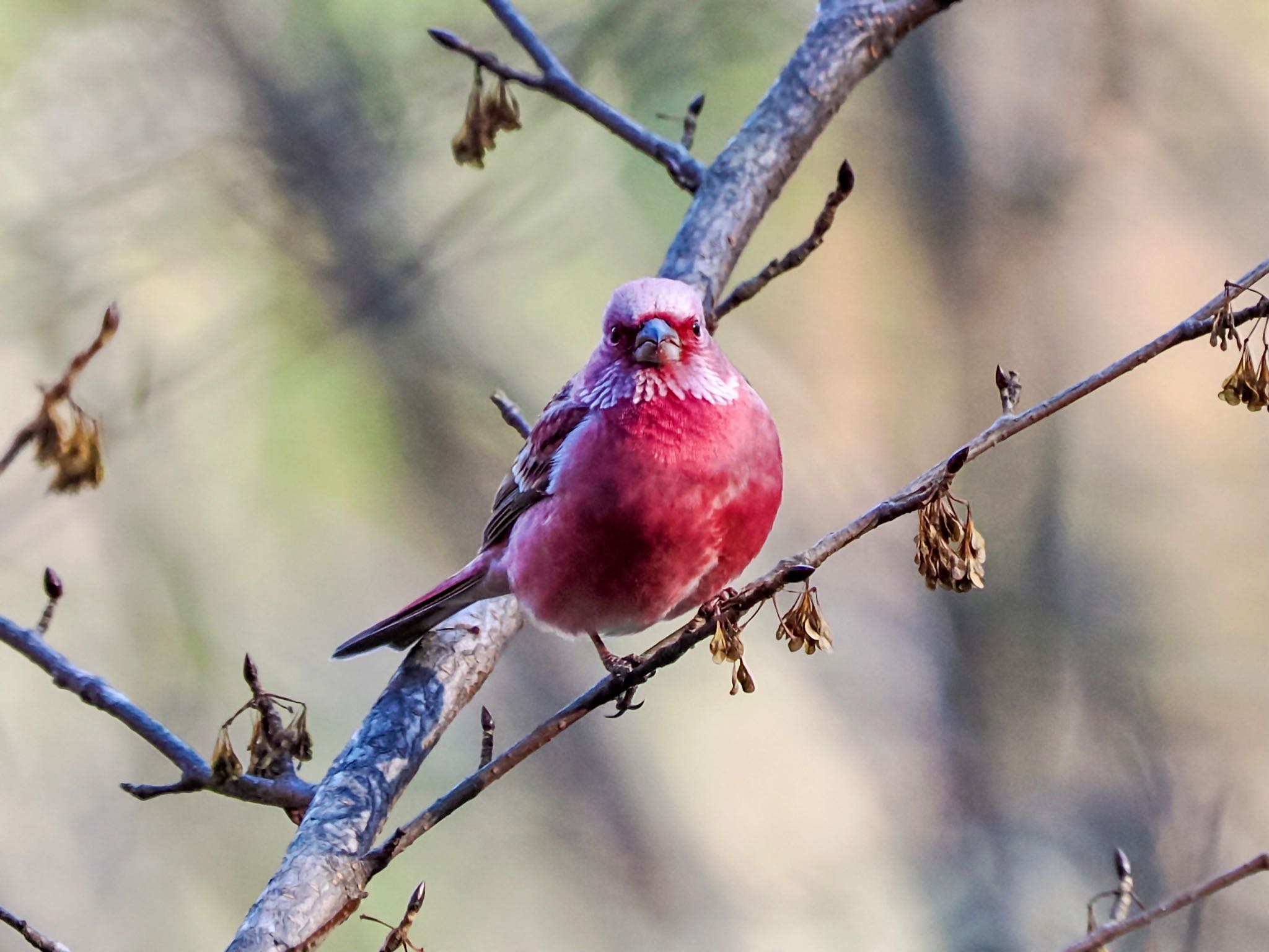 Pallas's Rosefinch