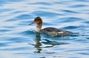 ウミアイサ 志賀島 2023年12月29日(金)