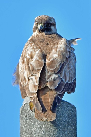 Eastern Buzzard 大沼(宮城県仙台市) Fri, 12/29/2023