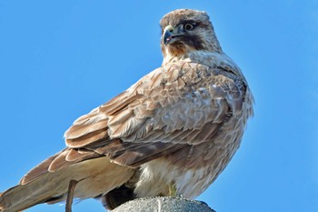 Eastern Buzzard 大沼(宮城県仙台市) Fri, 12/29/2023