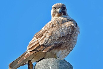 Eastern Buzzard 大沼(宮城県仙台市) Fri, 12/29/2023