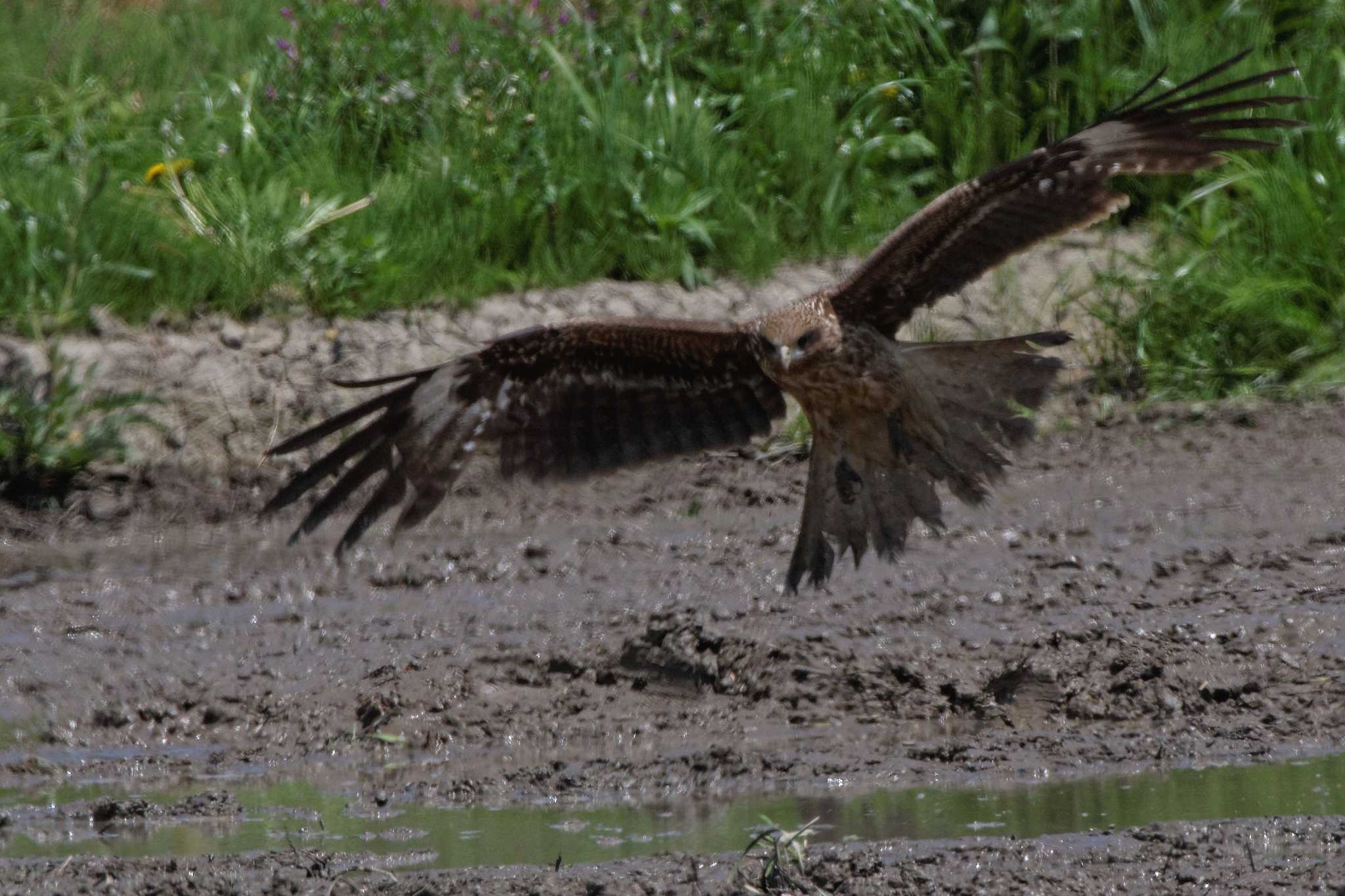 Black Kite