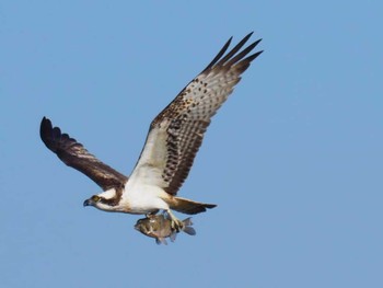 Osprey 大阪府高槻市 淀川 Tue, 12/26/2023