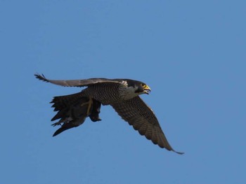 Peregrine Falcon 大阪府高槻市 淀川 Tue, 12/26/2023