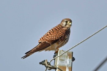 Common Kestrel 大沼(宮城県仙台市) Fri, 12/29/2023