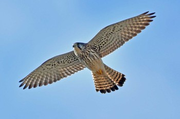 Common Kestrel 大沼(宮城県仙台市) Fri, 12/29/2023