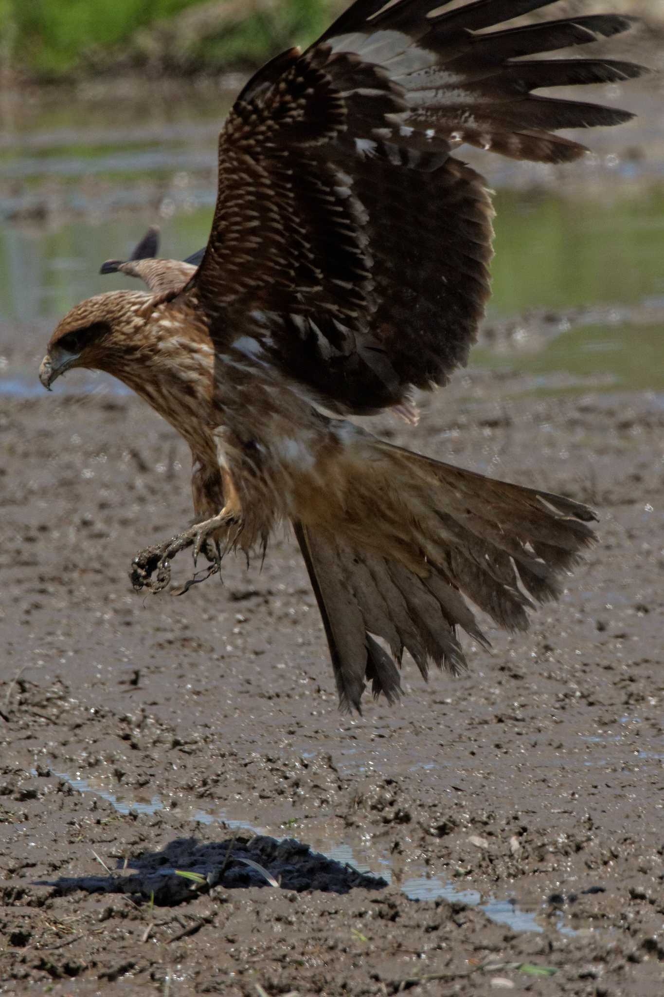 Black Kite