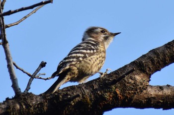 Japanese Pygmy Woodpecker ＭＦ Thu, 12/28/2023