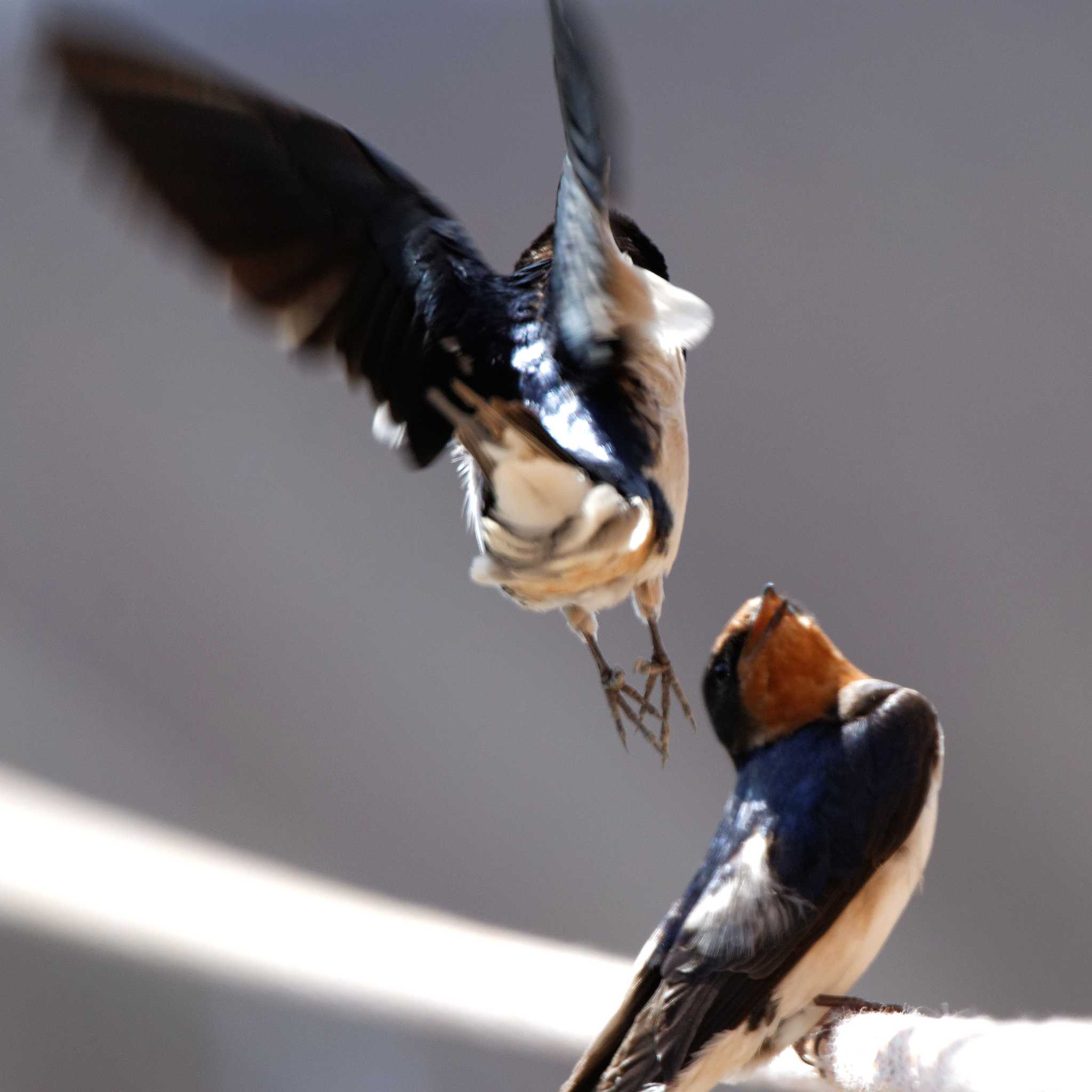 Barn Swallow