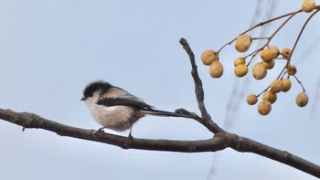 2023年12月29日(金) 平城宮跡の野鳥観察記録