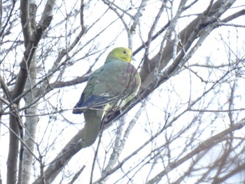 White-bellied Green Pigeon 愛知県緑化センター 昭和の森 Sat, 12/23/2023