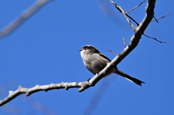 エナガ 館山野鳥の森 2023年12月29日(金)